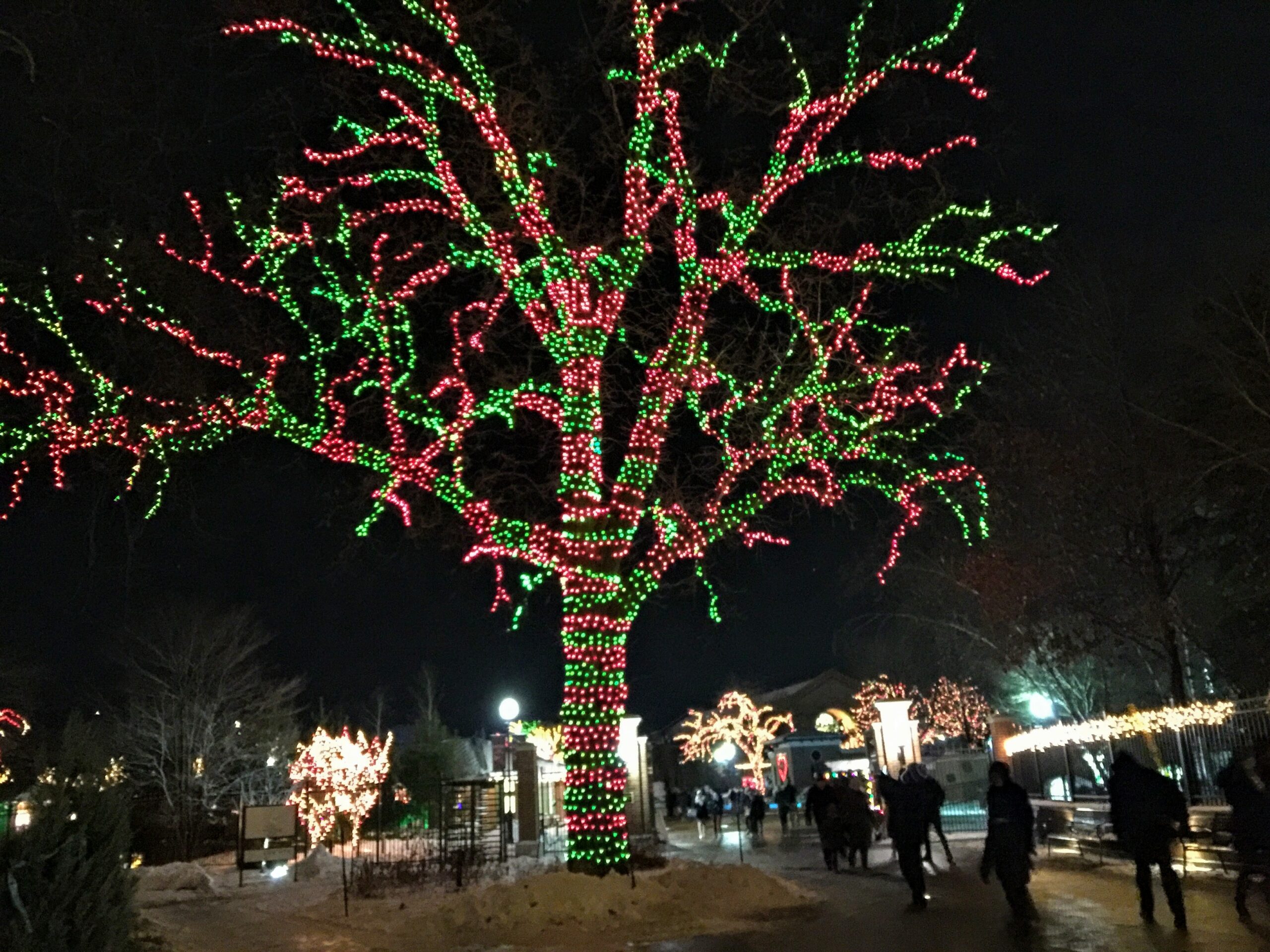 Lincoln Park Zoo Lights. 