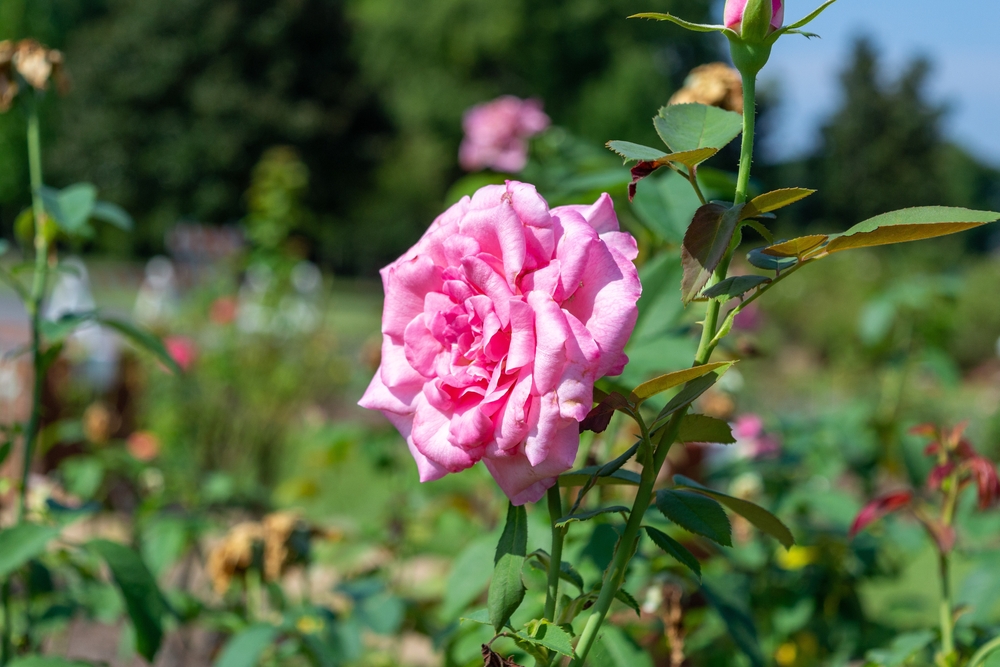 9 Things That Can’t Be Missed in Thomasville, Georgia