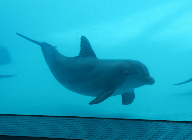 Close-up of a dolphin in a large tank, facing forward, swimming in Dolphin Bay at the Texas State Aquarium.