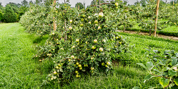 Trees Laden with Apples at Holt Orchards in Hendersonville.